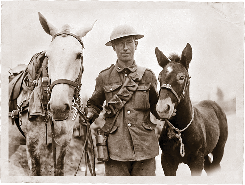 history of horses in canada, canadian horse history, Sir Donald Smith, Edward Mallandaine, canadian equine history