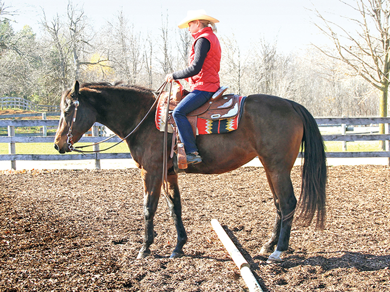 horse stepping sideways, rein-back horse, leg yielding horse, horse seems stuck, Sidepassing a horse, horse crossing legs, horse soft contact, lindsay grice horse training, backing obstacles with horses, sidepass obstacles with horses