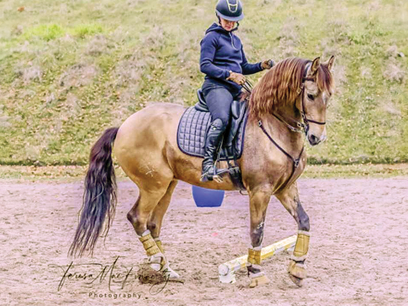 workin equitation side pass, rein-back horse, leg yielding horse, horse seems stuck, Sidepassing a horse, horse crossing legs, horse soft contact, lindsay grice horse training, backing obstacles with horses, sidepass obstacles with horses