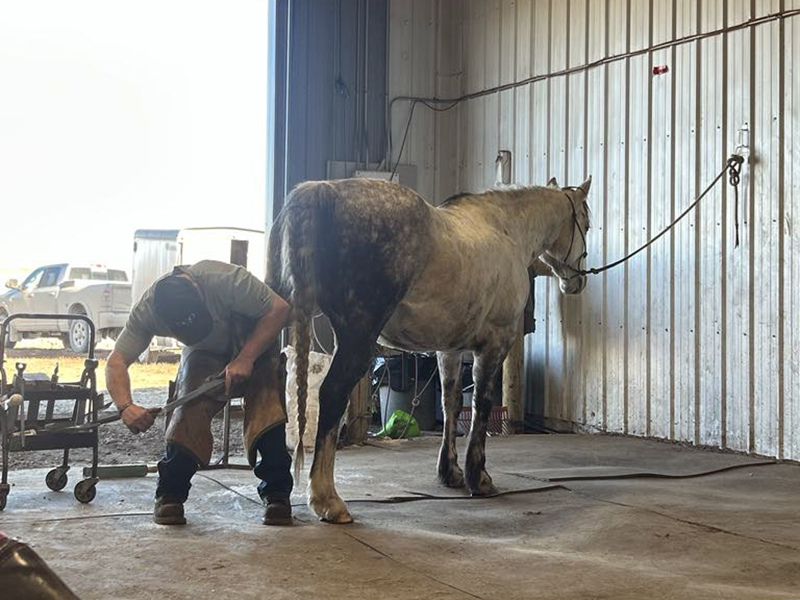 horse standing quietly for farrier, farrier competition, farriers competing at competition, how to find a good farrier, certified farriers canada, farrier association, western canadian farriers assocaition, ontario farriers association, american farriers association