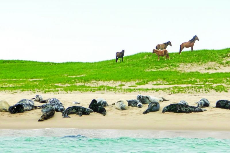 Canada’s Wild Horse Herd, sable island horses, 150 years canada horses, ancient horse in canada, equus lambei, sable island national park reserve, horses in chilcotin's brittany triangle