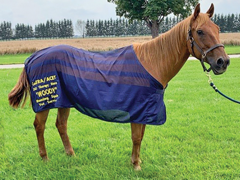 cantra news, canadian therapeutic riding association news, rhonda davies award cantra, andrea gillies award cantra, marian chartley award cantra, cantra therapy horse award