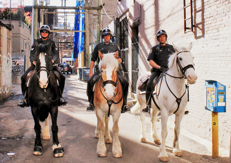 vancouver police mounted unit, stanley park police horses