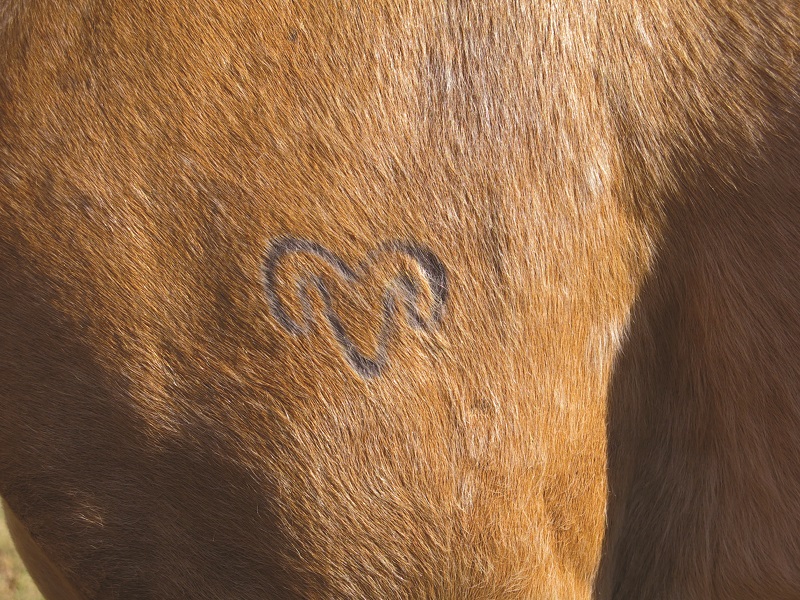 trail riding canada, horseback riding canada, ya ha tinda working horse ranch, camping with hores canada
