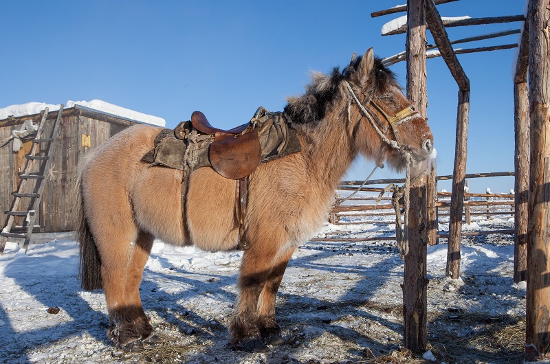 horse fossils, extinct horses, archealogical finds equine, history of horses
