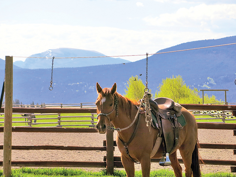 trail riding canada, horseback riding canada, ya ha tinda working horse ranch, camping with hores canada
