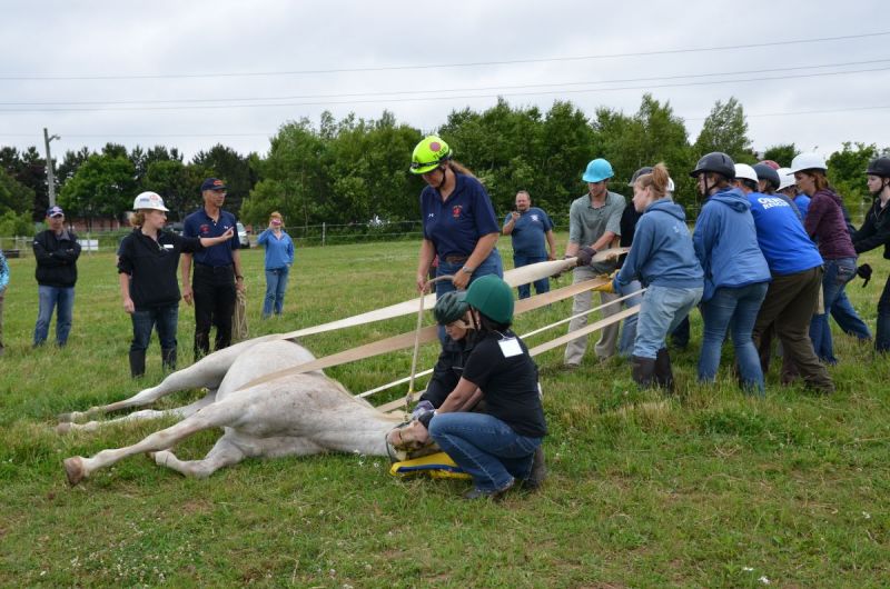 equine emergencies, what to do in case of a horse trailer accident, how to help my horse in an emergency, horse rescuers