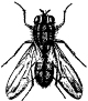 house fly