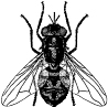 Stable Fly