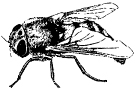 Bot fly
