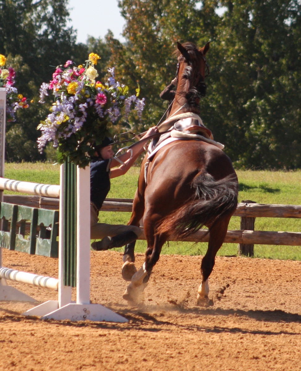 trigger points in horses
