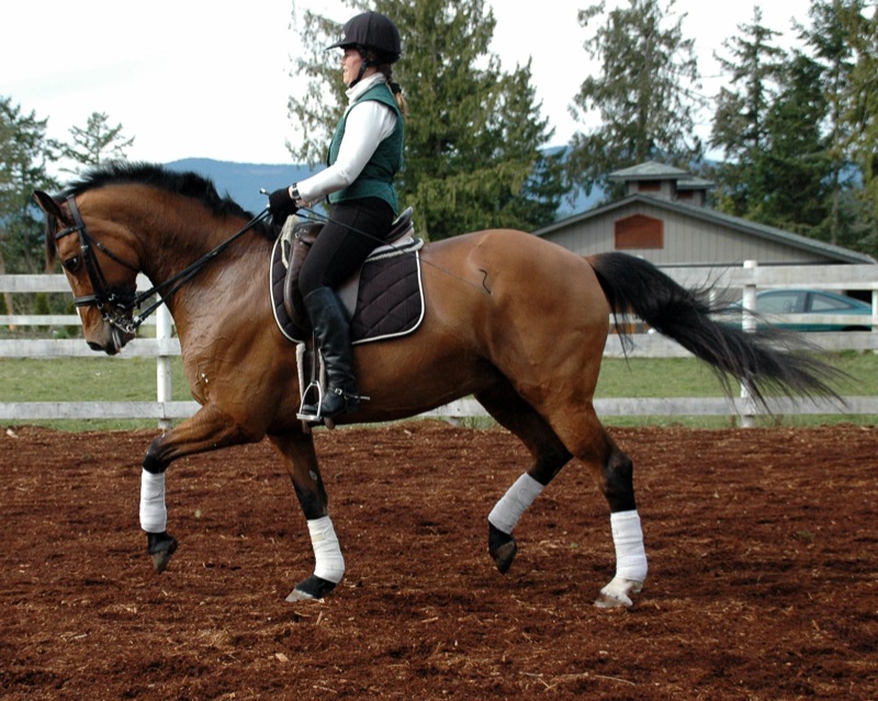 How to Prepare for Piaffe and Passage, Bonny Bonnello, dressage training pyramid apex, equine collection, equine lateral work, horse half-halt to decreased stride