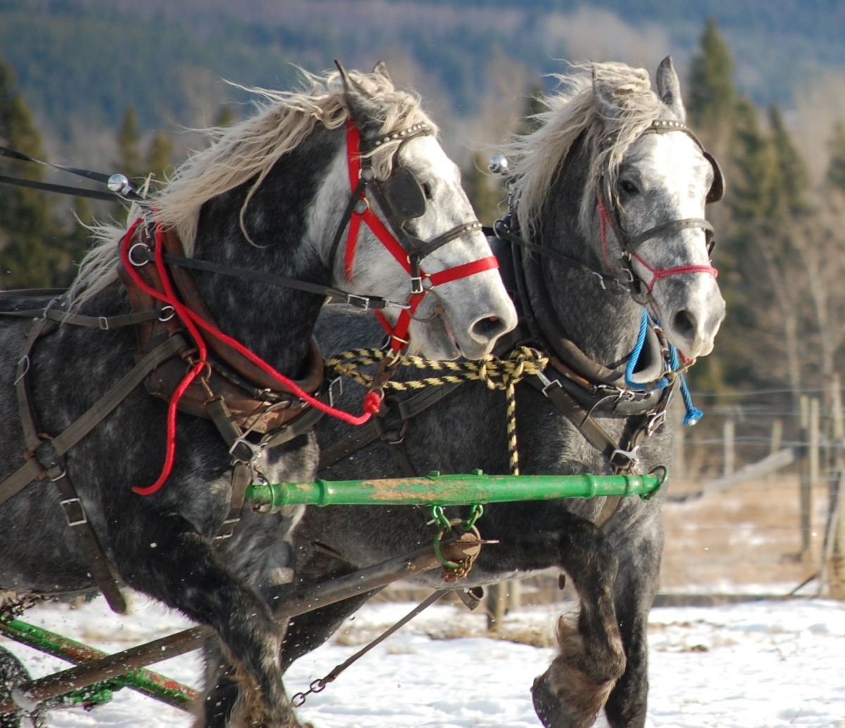 winter wonderland horse photo contest