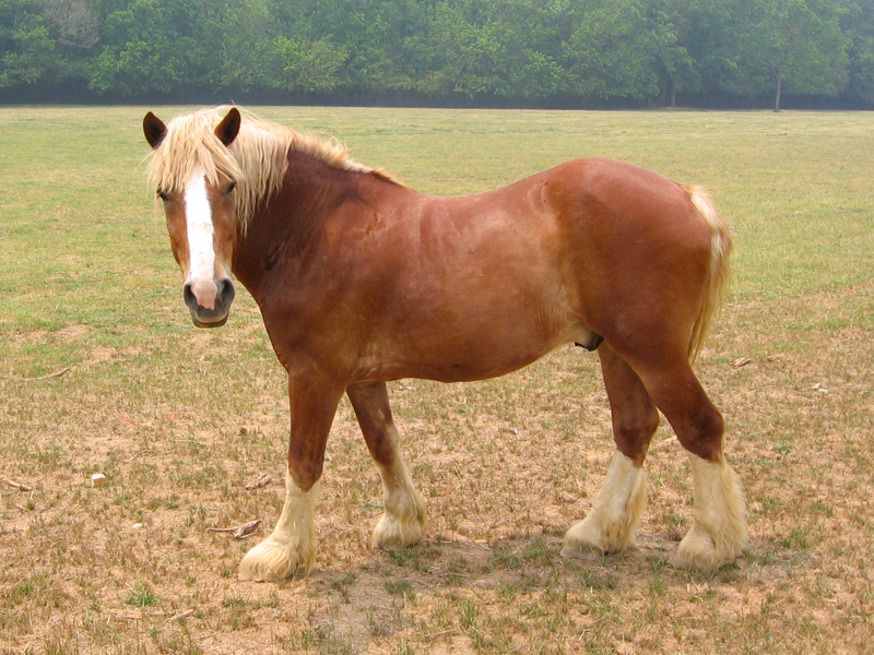 Diseases resulting in Hind Limb Gait Deficits in Horses, stringhalt in horses, Fibrotic Myopathy in horses, Shivers in Horses, Equine Polysaccharide Storage Myopathy PSSM Diseases resulting in Hind Limb Gait Deficits in Horses, stringhalt in horses, Fibrotic Myopathy in horses, Shivers in Horses, Equine Polysaccharide Storage Myopathy PSSM
