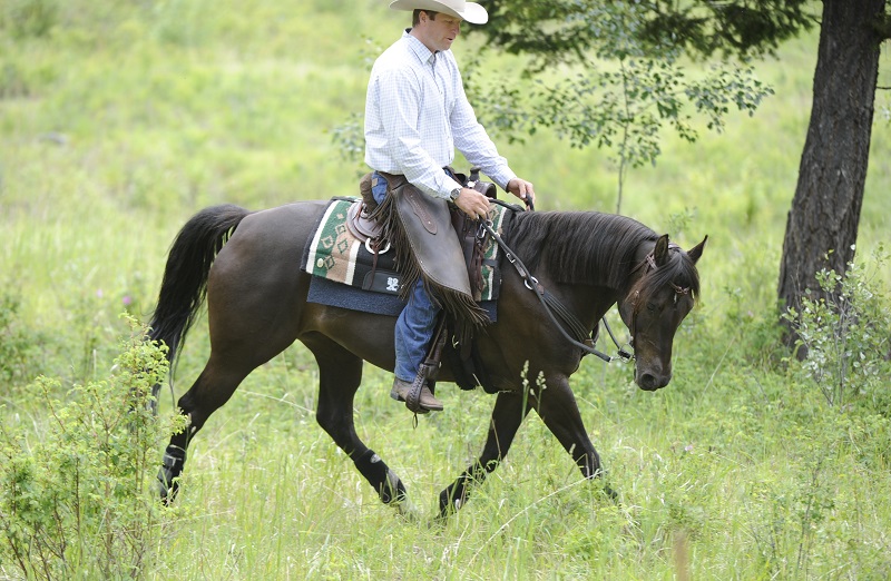 Jonathan Field how do i get my horse to focus, get my horse's attention, help focussing horse, horse won't focus, horse won't pay attention, natural horsemanship