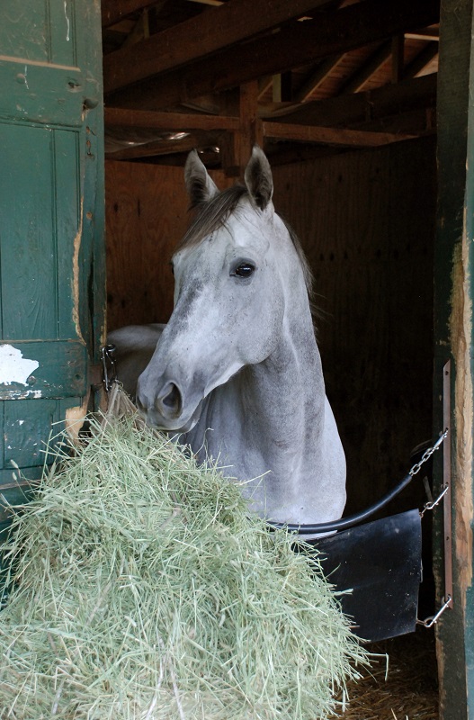 horse hay, horse hay bales, analyzing horse hay, taking a horse hay sample, horse hay analysis report