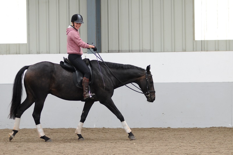 horse hyperflexion, rolkur, horse injury, horse training injury, navicular syndrome, caudal heel syndrome, equine hoof pain, horse joint, equine joint, equine sprain, horse sprain