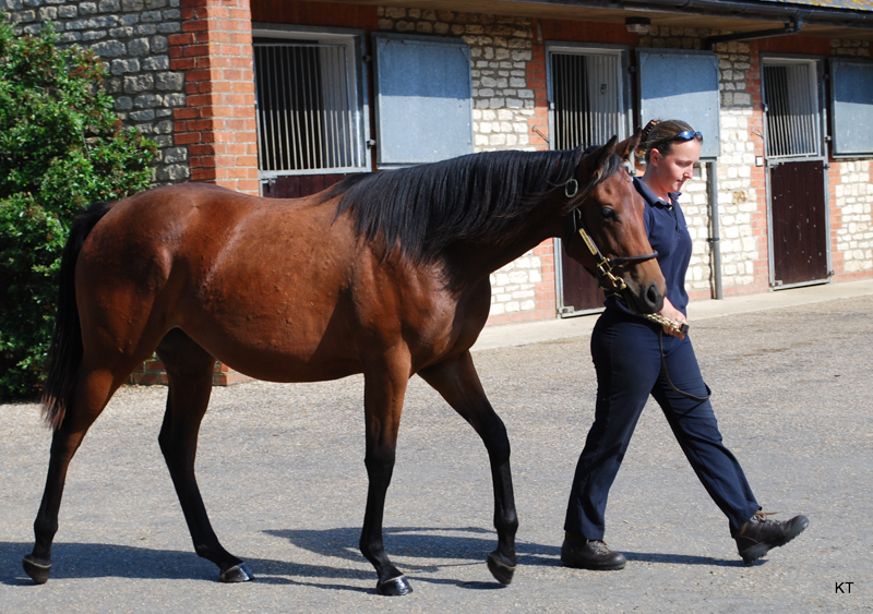 optimal horse fitness, horse peak performance, equine athletes, Dr. Sebastian McBride, understanding horse temperament, horse temperament testing, horse care, Psychological Factors Affecting Equine Performance, temperament of a young horse, Psychology of Performance Horses, Margaret Evans