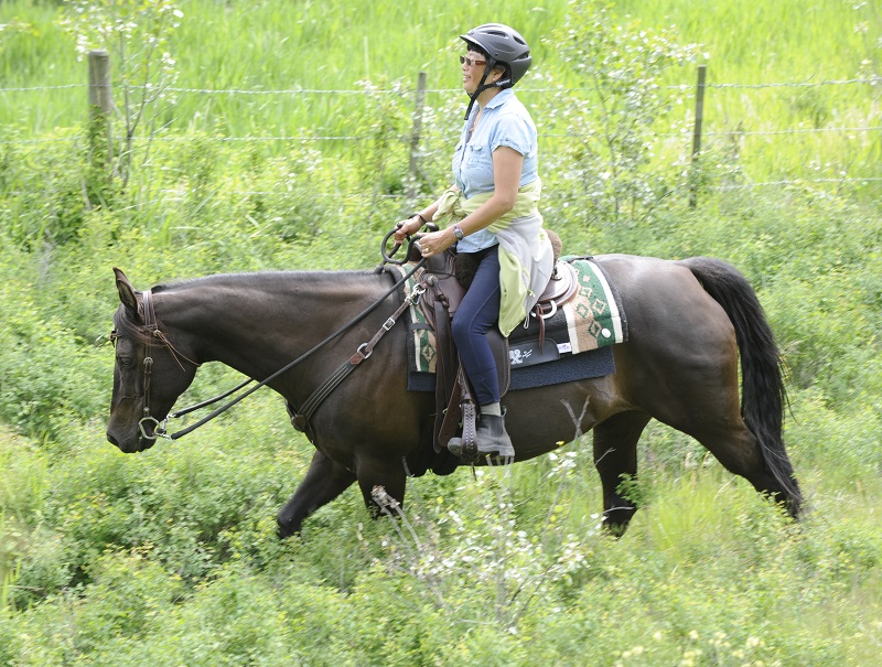 Jonathan Field how do i get my horse to focus, get my horse's attention, help focussing horse, horse won't focus, horse won't pay attention, natural horsemanship