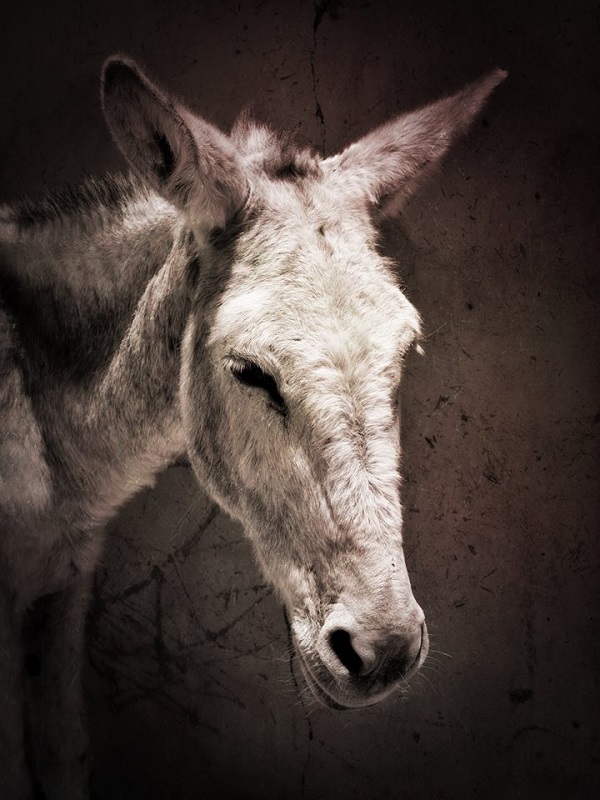 Jarjeer Mule and Donkey Sanctuary Marrakech, Morocco, rescue donkeys, equine rescue worldwide