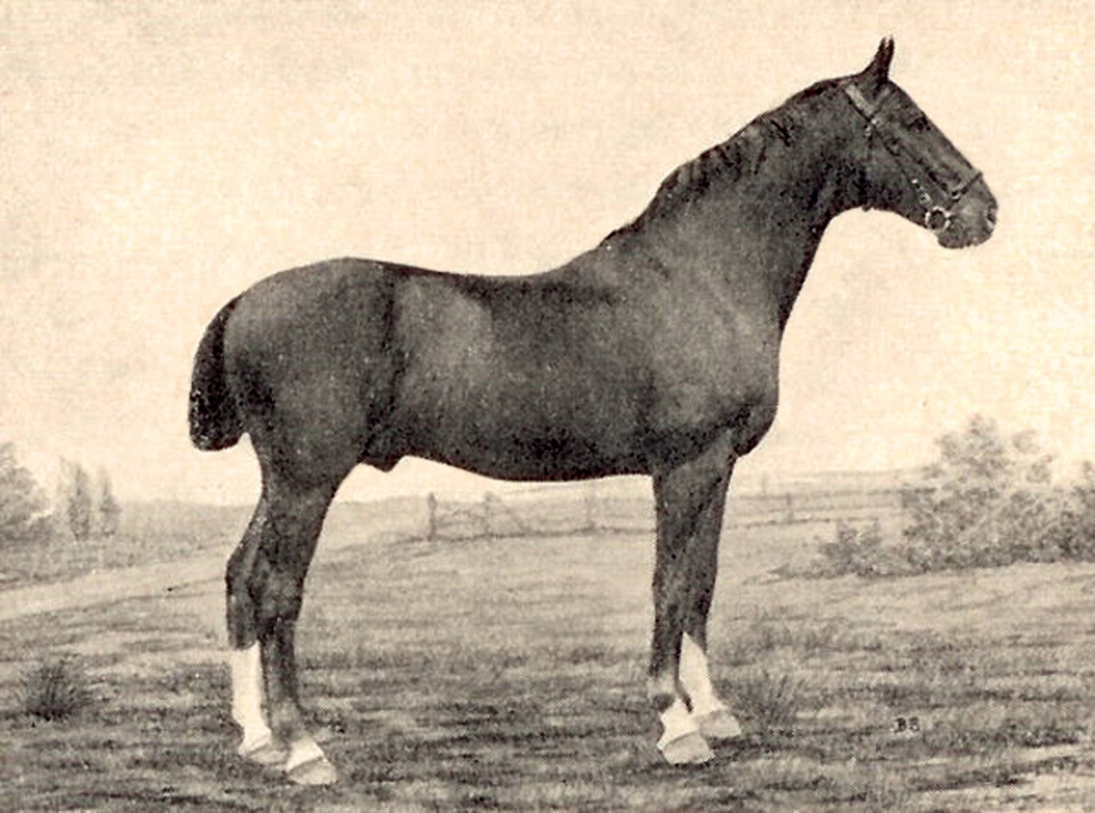 Canadian Warmblood Horse Breed, canadian warmblood equine, canadian warmblood horse, Equus Caballus Mosbachensi, wild Rose Equine Services, distinct horse breed