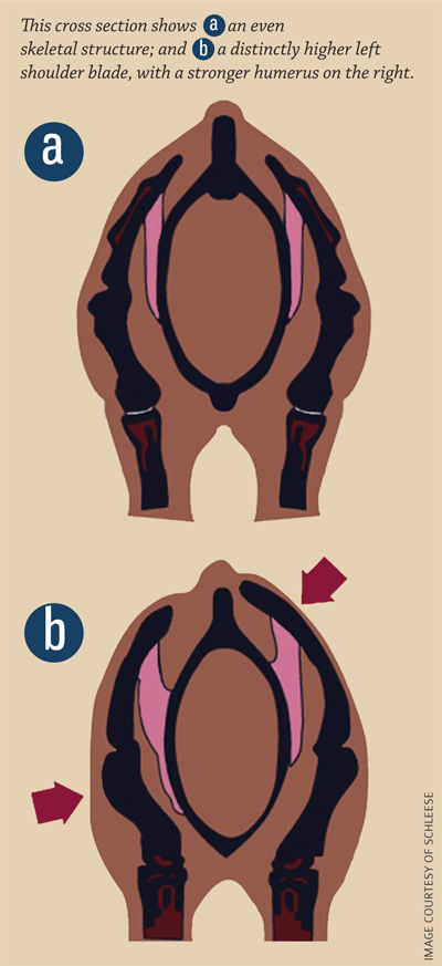 Jochen Schleese, saddle support, horse saddle fitting, horse dominant side, symmetrical gullet plate Jochen Schleese, saddle support, horse saddle fitting, horse dominant side, symmetrical gullet plate