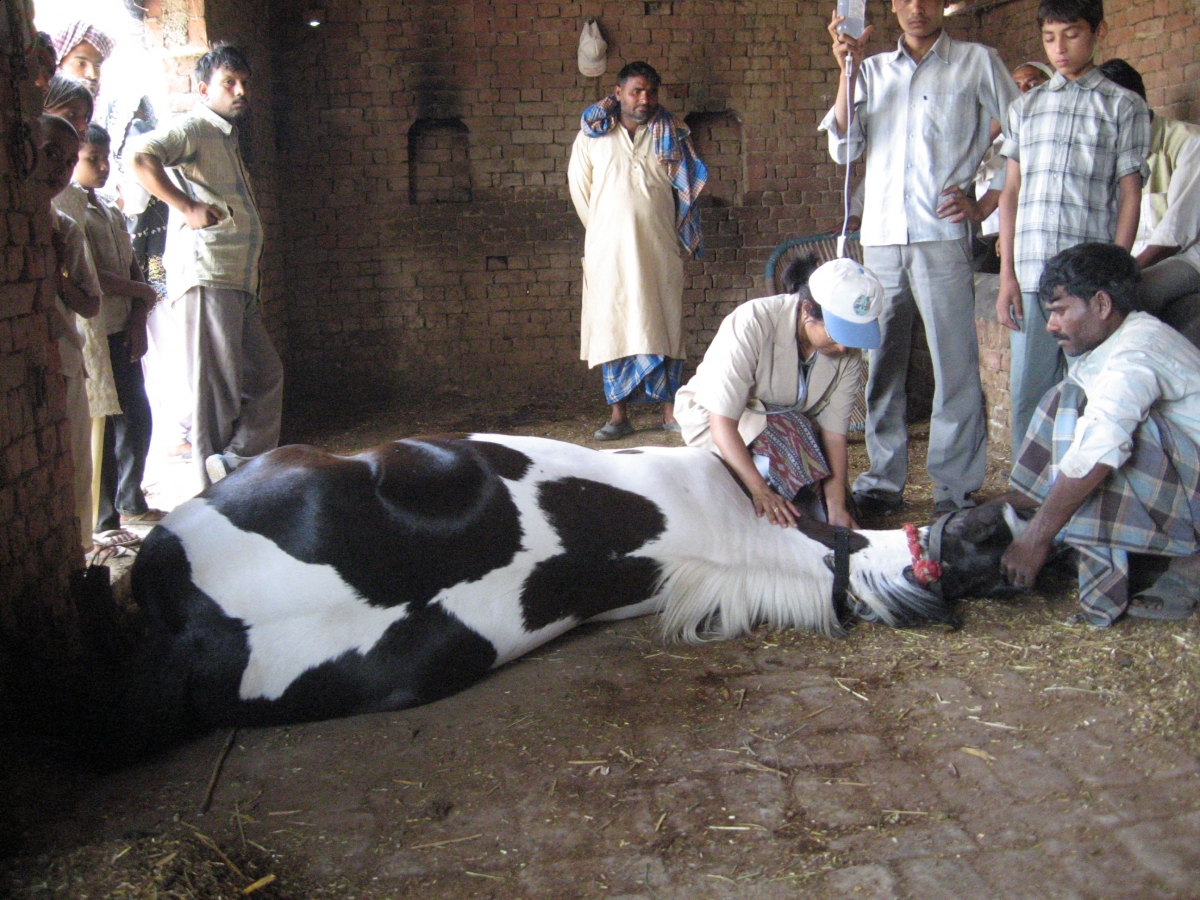 India Pakistan Ethiopia Kenya Egypt Equine Donkey Horse Welfare Brooke Hospital