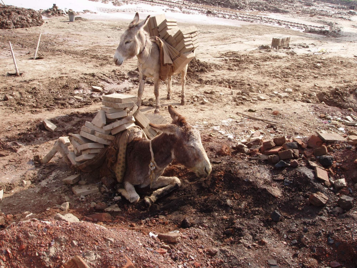 India Pakistan Ethiopia Kenya Egypt Equine Donkey Horse Welfare Brooke Hospital