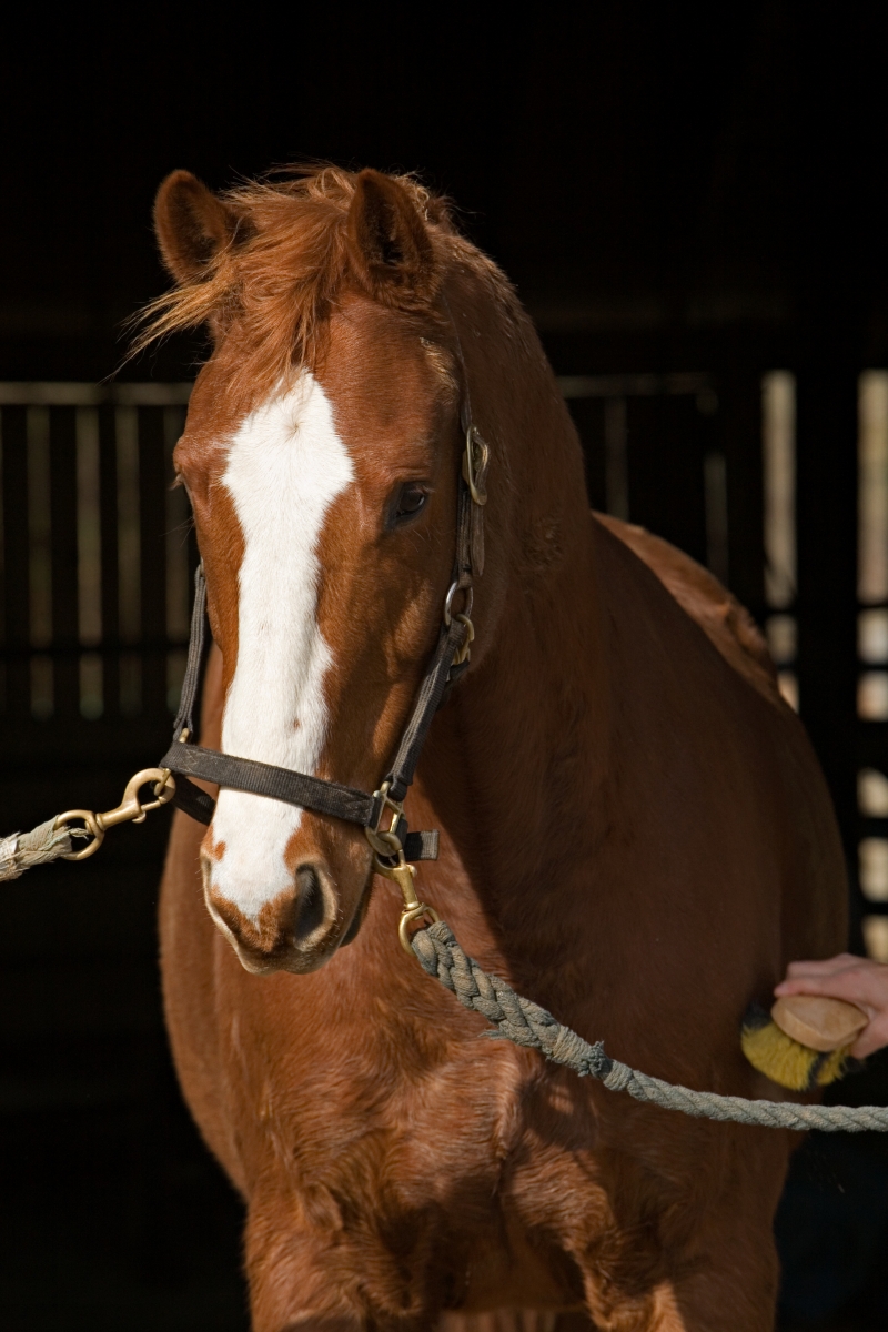 overcoming horses that pull when tied, how to de-stress your horse when tied, how to relax cross-tied horse, improve horse's coping skills when tied