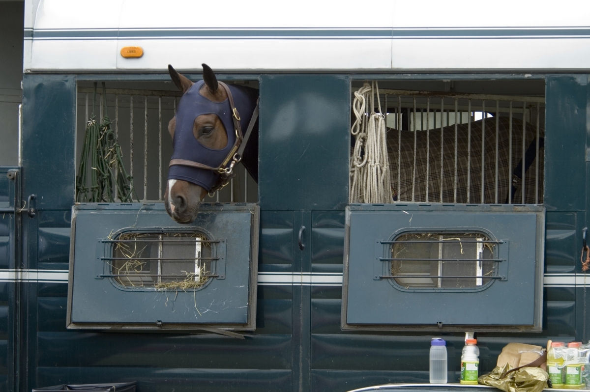 Horse Trailer Hauling, horse transport, transporting horses, special needs horses, trailering horses, trailering difficult horse, loading a difficult horse