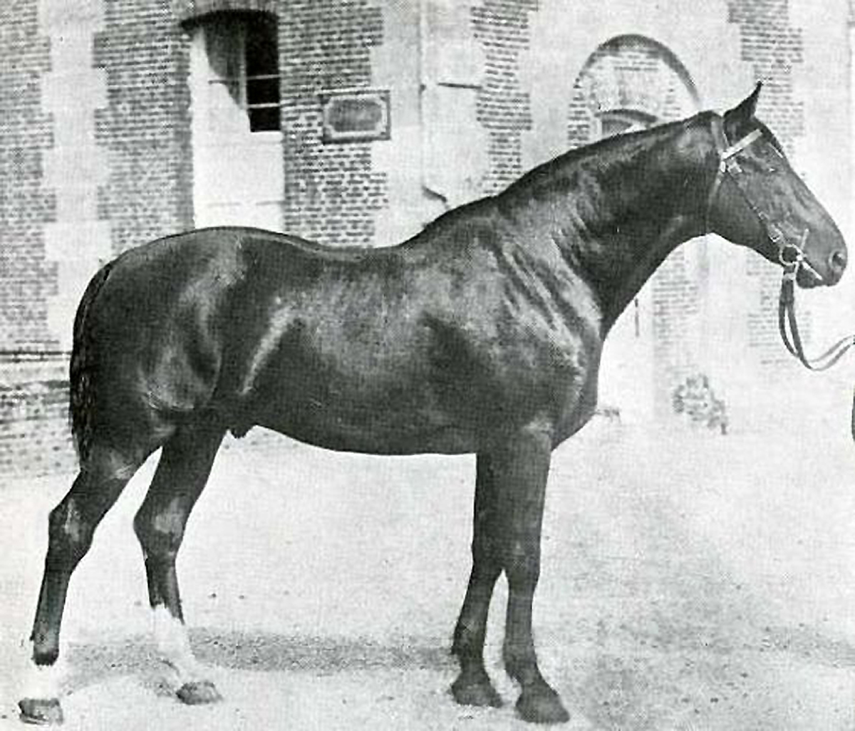 Canadian Warmblood Horse Breed, canadian warmblood equine, canadian warmblood horse, Equus Caballus Mosbachensi, wild Rose Equine Services, distinct horse breed
