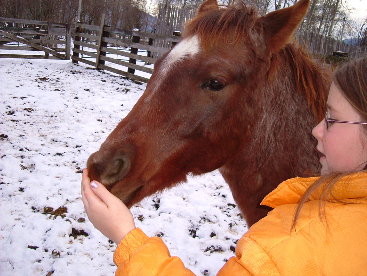horse trail riding tips, young trail riding horse