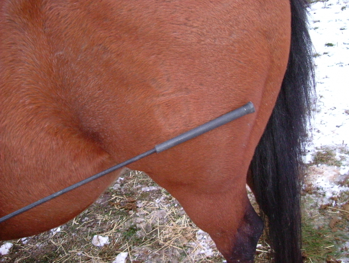 horse feet care, horse foot care, horse hoof care, horse foot health