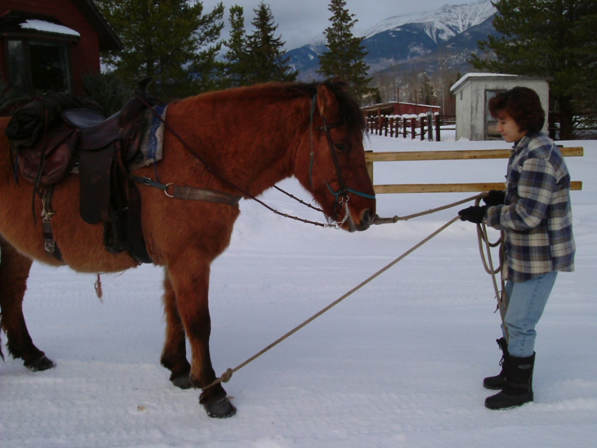 horse feet care, horse foot care, horse hoof care, horse foot health