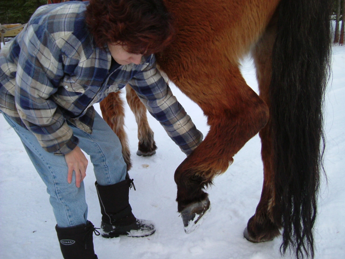 horse feet care, horse foot care, horse hoof care, horse foot health