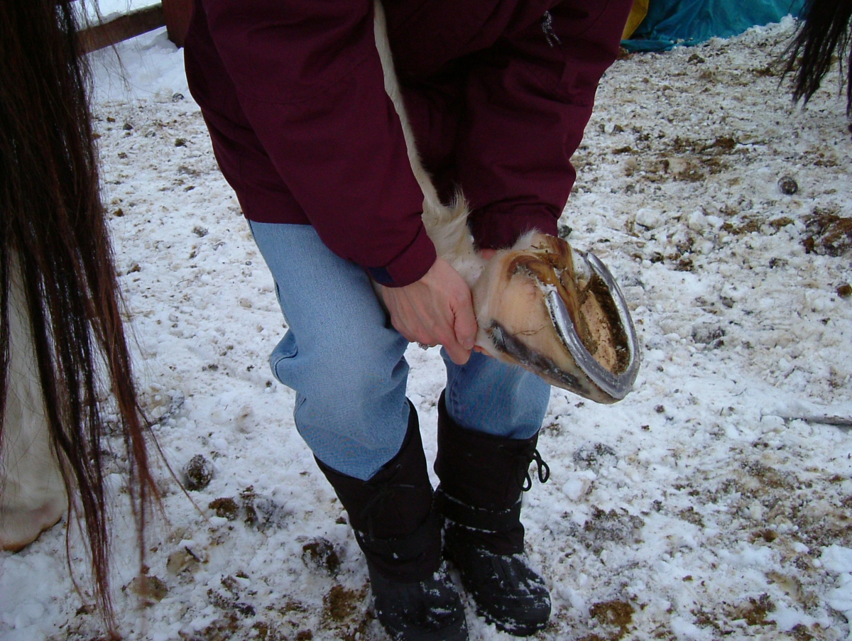 horse feet care, horse foot care, horse hoof care, horse foot health