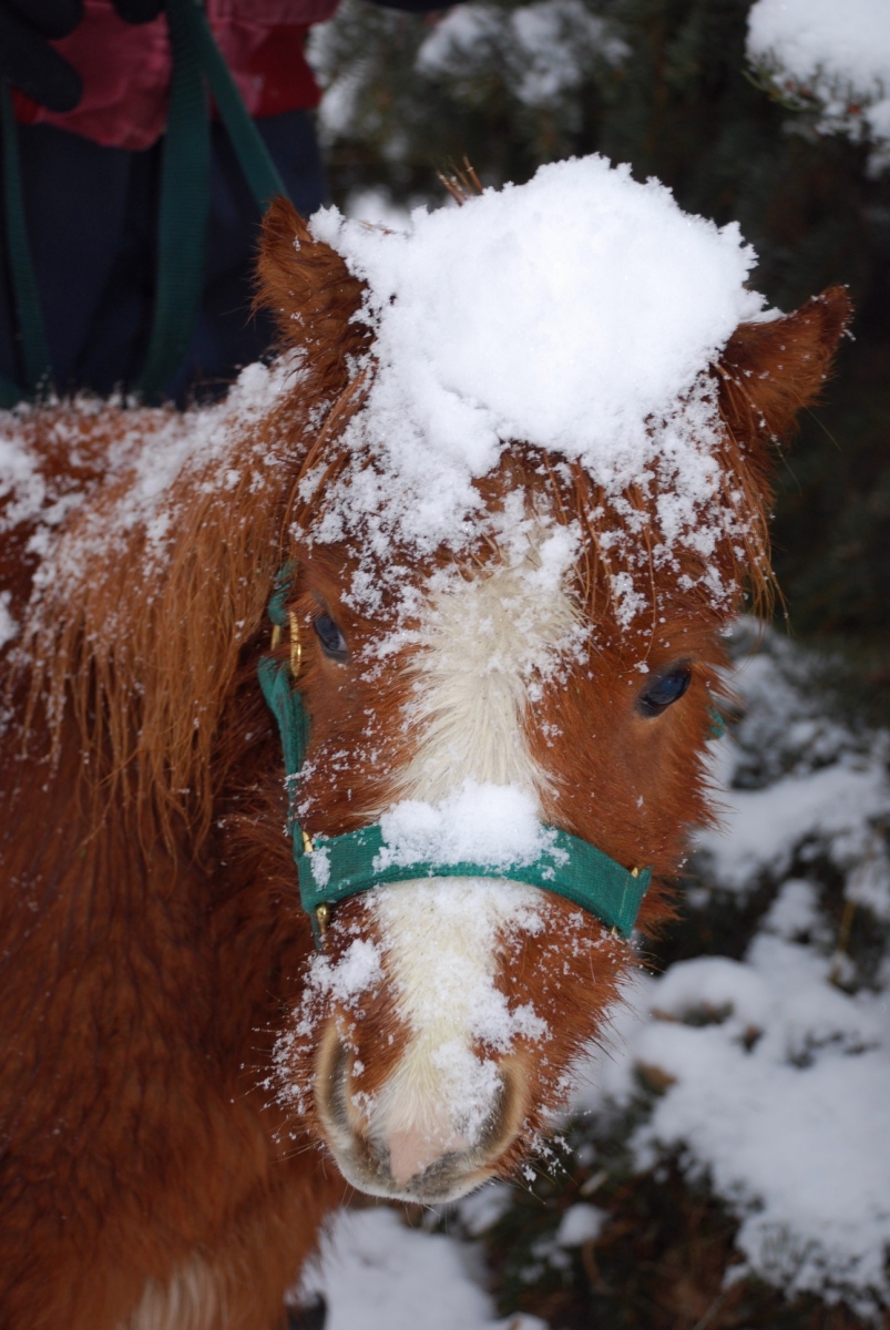 Miniature Horse Breed Smallest Equine