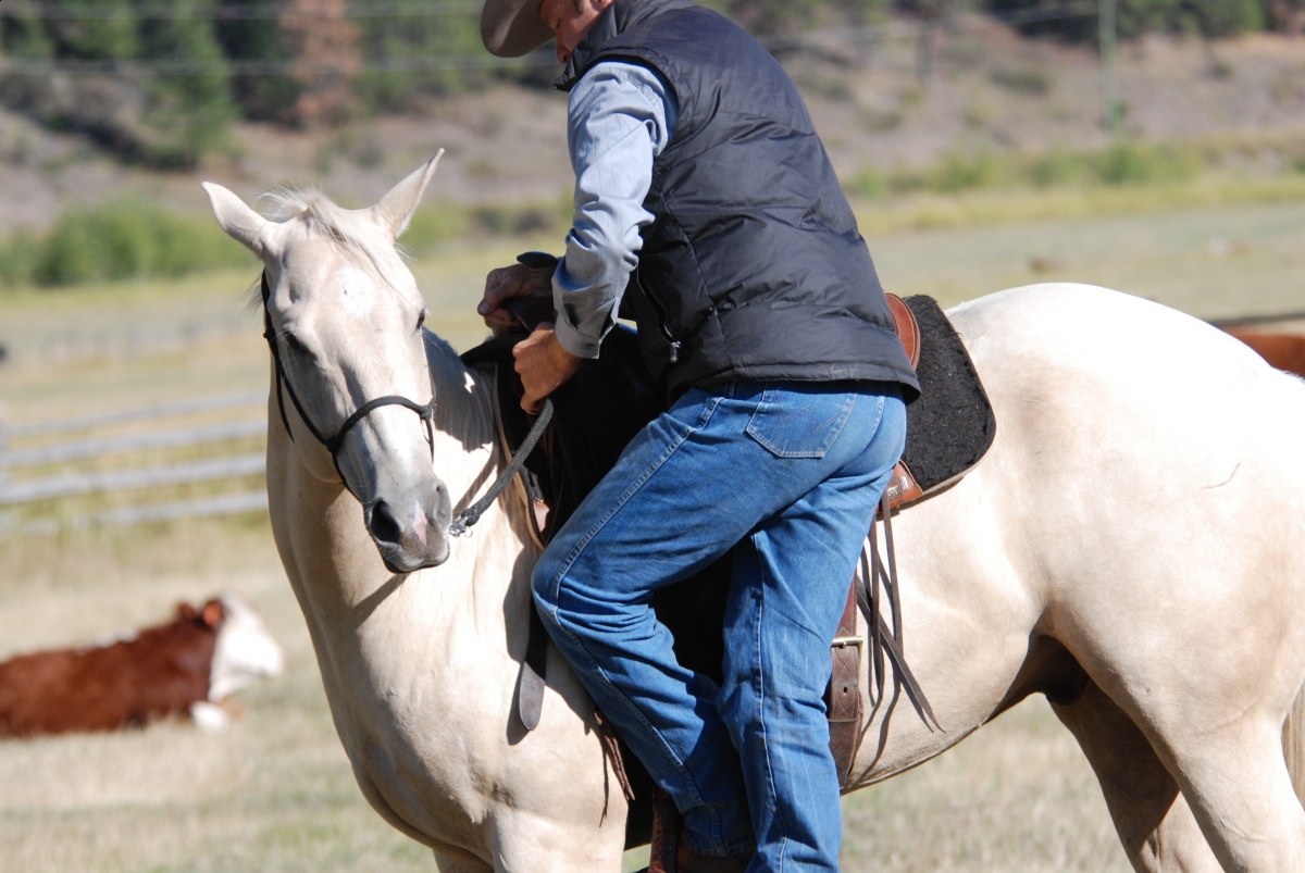 Horsemanship Horse Training, restarting horse training, jonathan field, training young horse, training horses around cows
