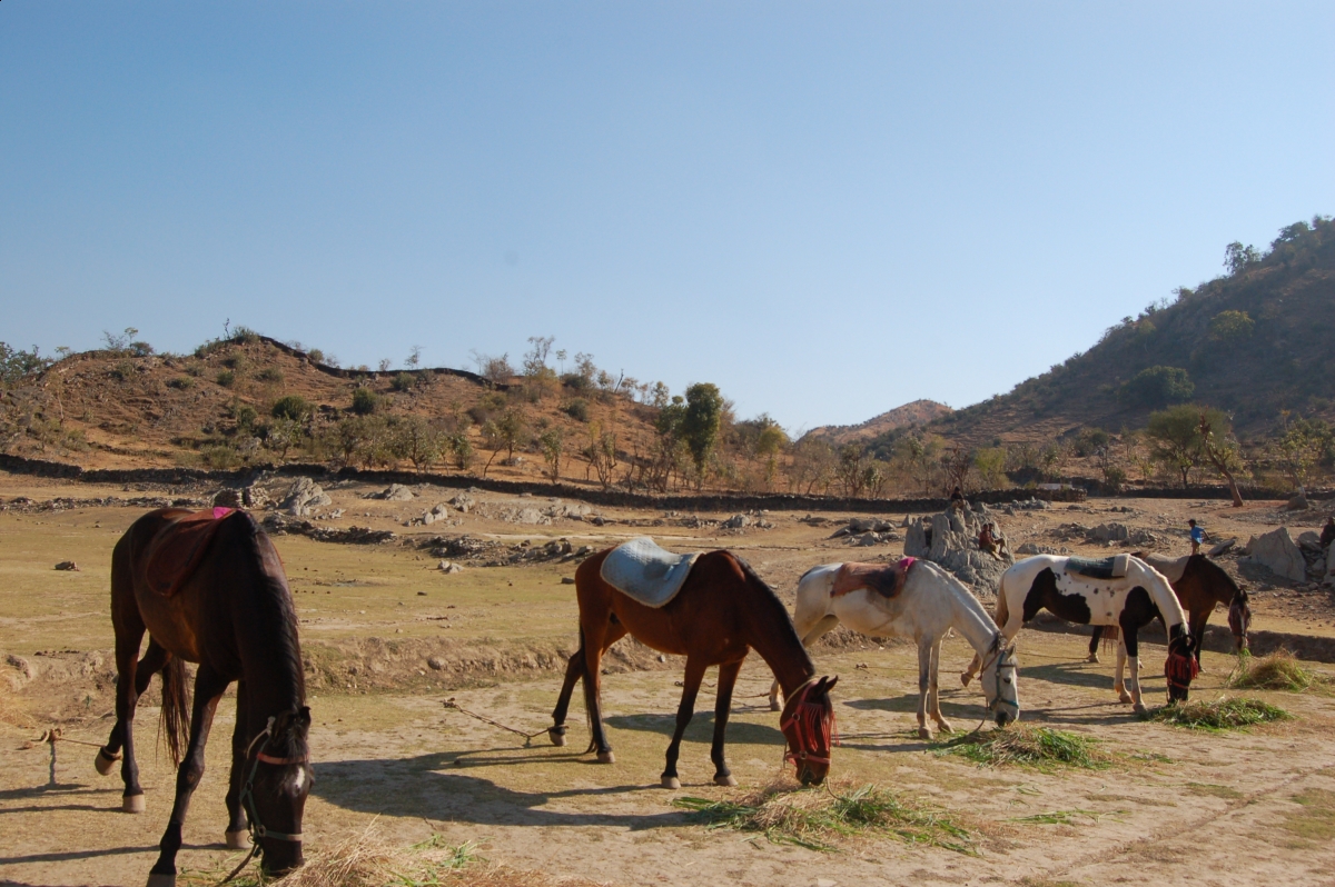 Pushkar Camel Fair, horseback riding  Marwari horse, Indian horsback riding, horse ridign Rajasthan India Southeast South Asia, Khumba Palace Guest House horse riding