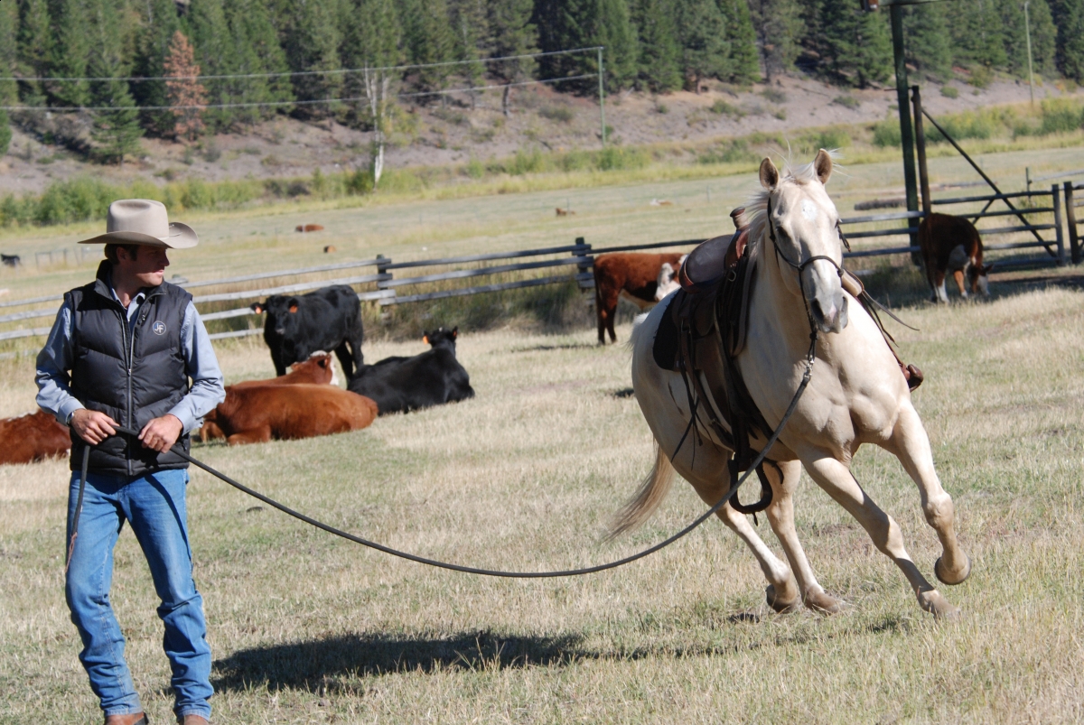 Horsemanship Horse Training, restarting horse training, jonathan field, training young horse, training horses around cows