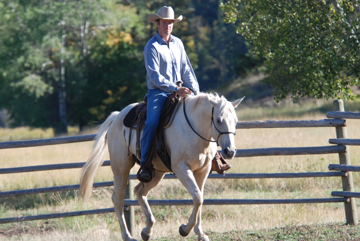Horsemanship Horse Training, restarting horse training, jonathan field, training young horse, training horses around cows