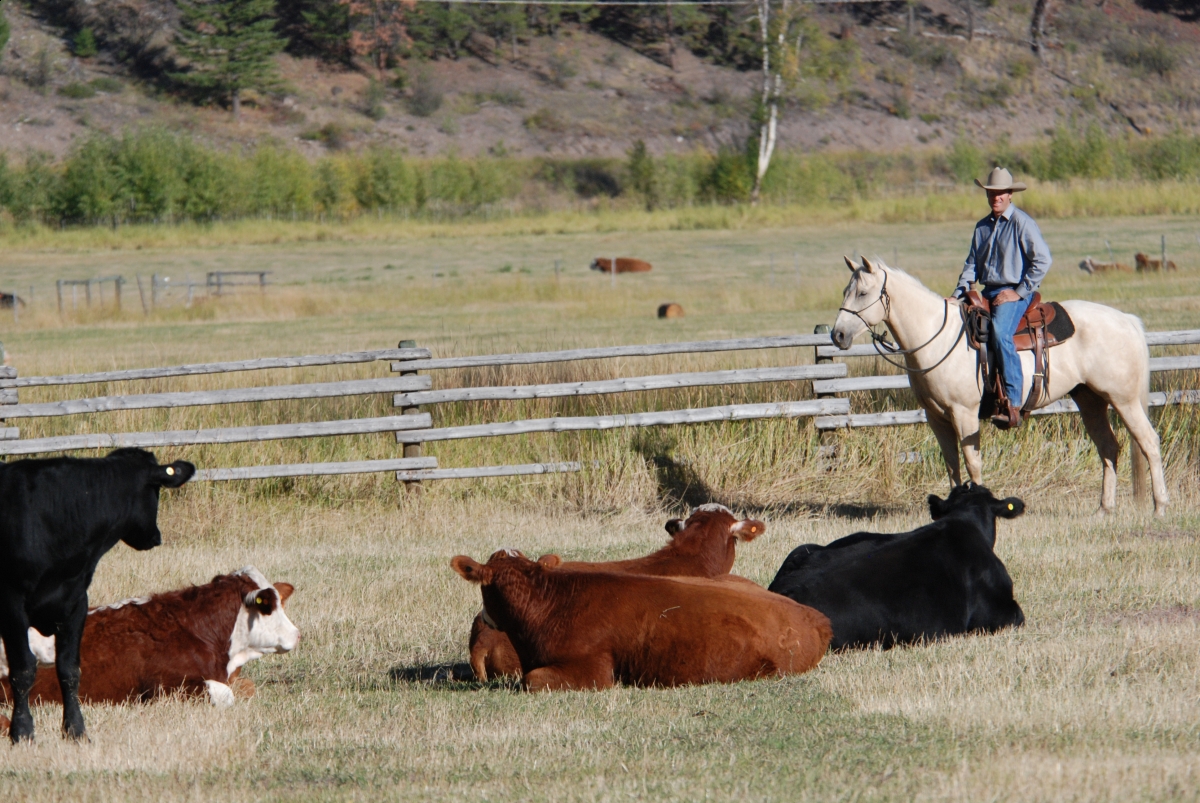 Horsemanship Horse Training, restarting horse training, jonathan field, training young horse, training horses around cows