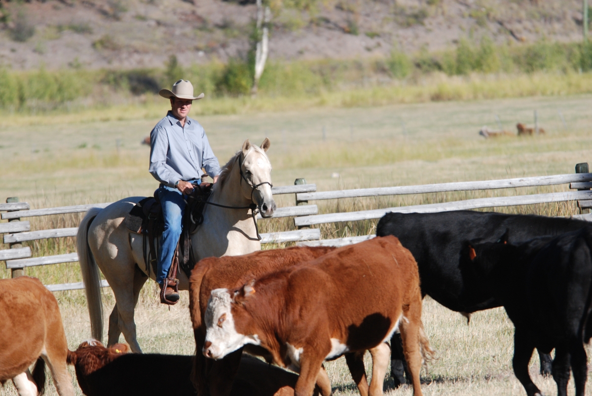 Horsemanship Horse Training, restarting horse training, jonathan field, training young horse, training horses around cows