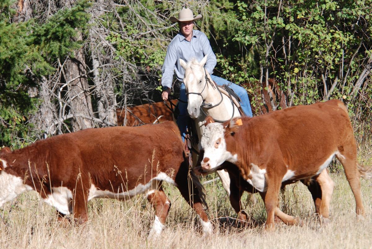 Horsemanship Horse Training, restarting horse training, jonathan field, training young horse, training horses around cows