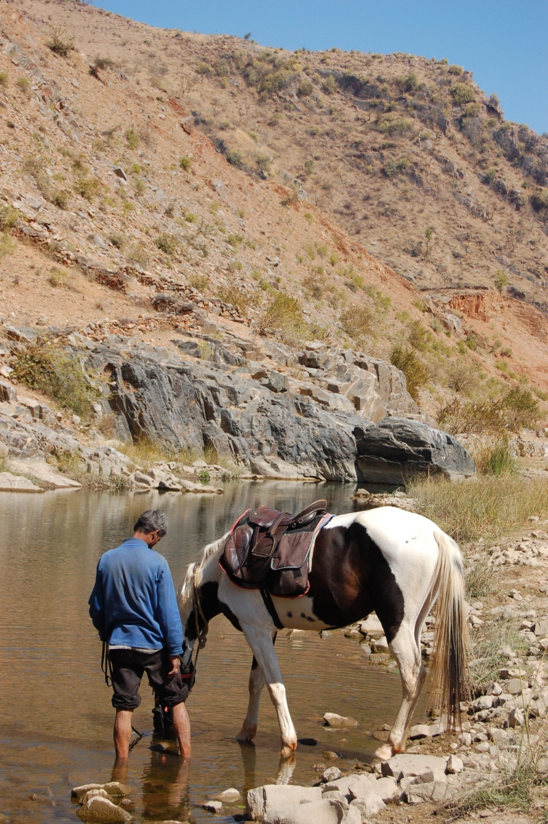 Pushkar Camel Fair, horseback riding  Marwari horse, Indian horsback riding, horse ridign Rajasthan India Southeast South Asia, Khumba Palace Guest House horse riding