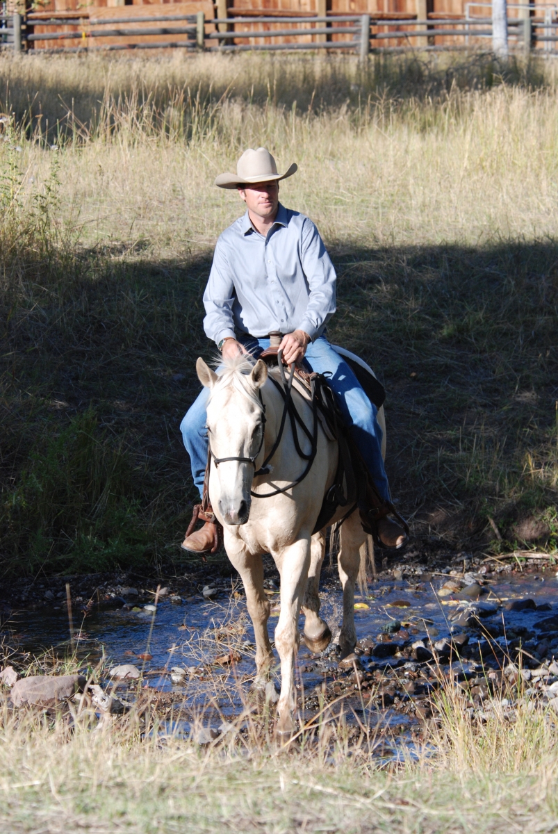 Horsemanship Horse Training, restarting horse training, jonathan field, training young horse, training horses around cows
