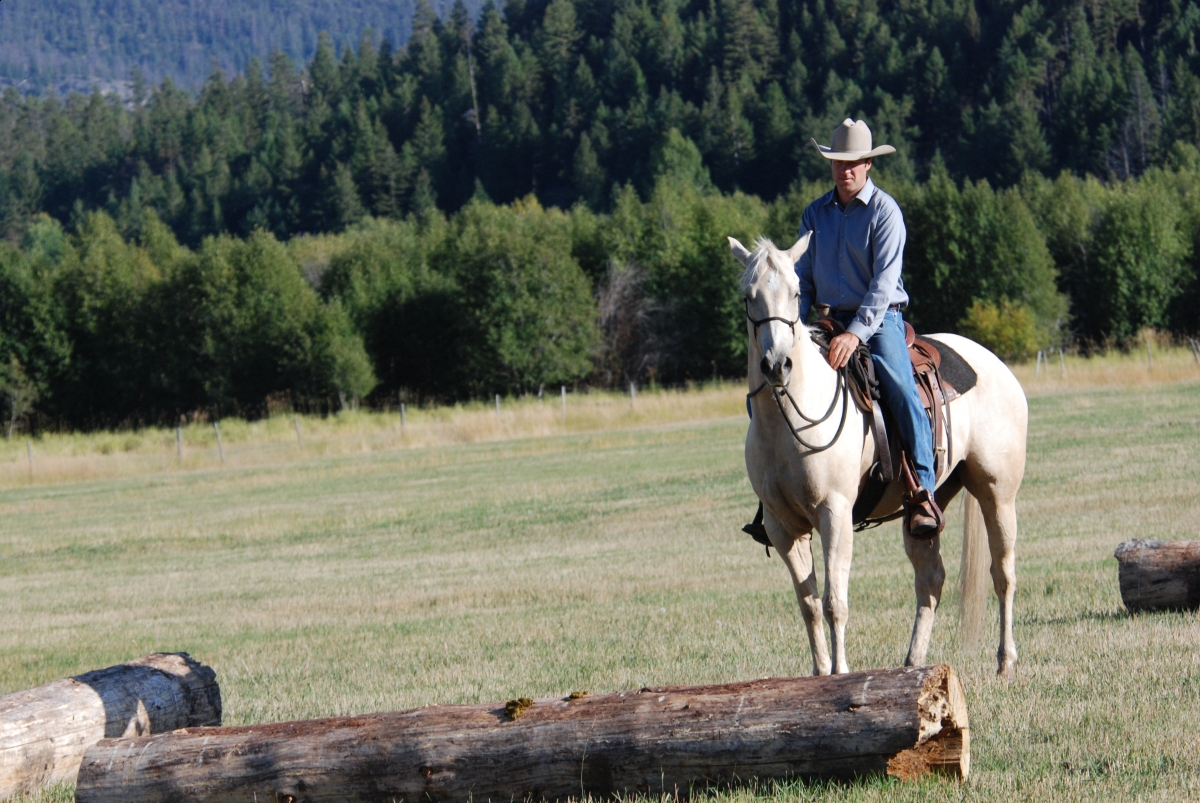 Horsemanship Horse Training, restarting horse training, jonathan field, training young horse, training horses around cows