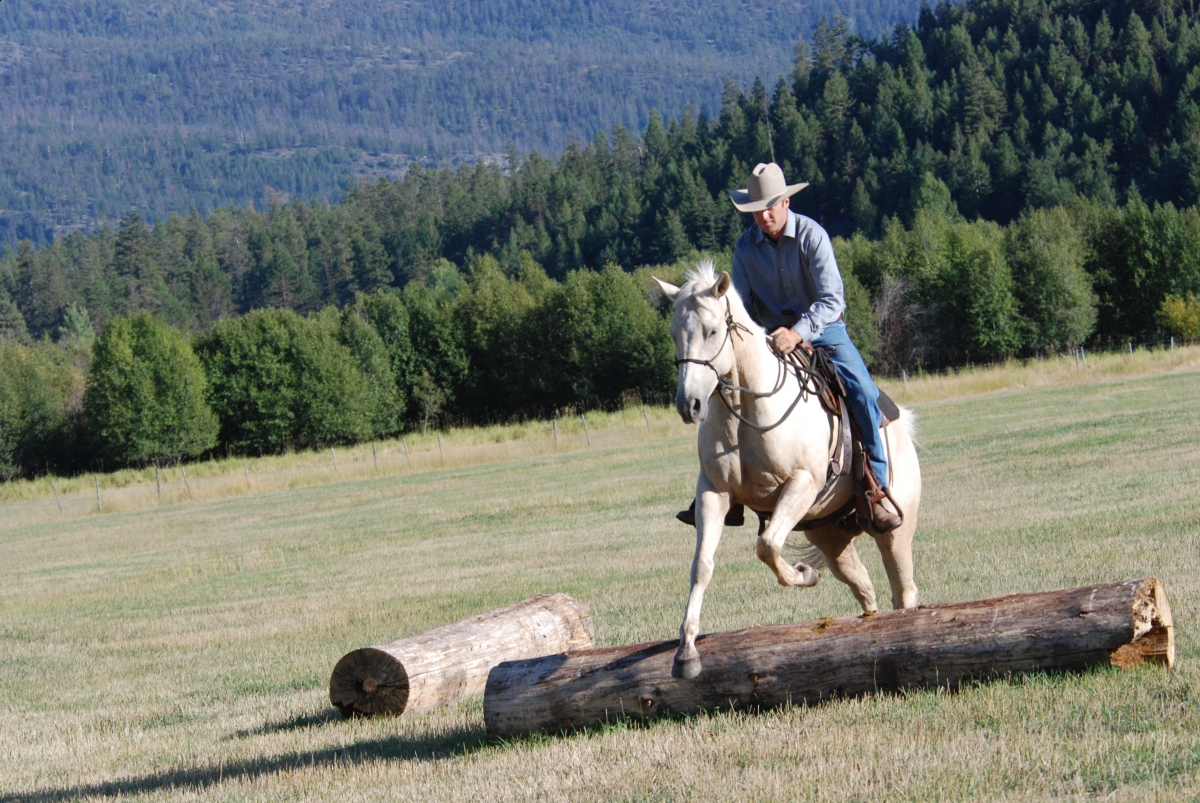 Horsemanship Horse Training, restarting horse training, jonathan field, training young horse, training horses around cows