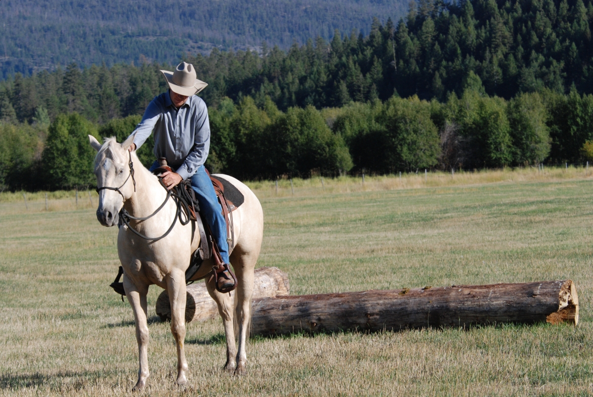 Horsemanship Horse Training, restarting horse training, jonathan field, training young horse, training horses around cows