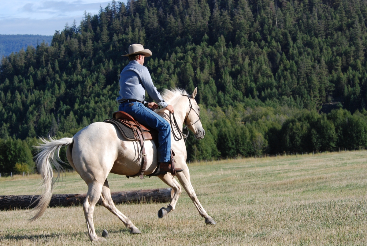 Horsemanship Horse Training, restarting horse training, jonathan field, training young horse, training horses around cows